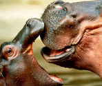 Hippopotamuses - Zoo Jigsaw Puzzles Games Free
