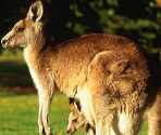 Kangaroos - Zoo Jigsaw Puzzles Games Free