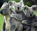 Koalas - Zoo Jigsaw Puzzles Games Free