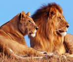 Lion & Lioness - Zoo Jigsaw Puzzles Games Free