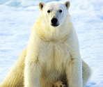 Polar Bear - Zoo Jigsaw Puzzles Games Free
