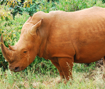 Rhinocerous - Zoo Jigsaw Puzzles Games Free