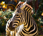 Zebra - Zoo Jigsaw Puzzles Games Free