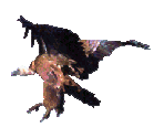 Eagle - Cool Run 2