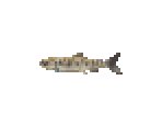 Amago Trout - River King 5 / Kawa No Nushi Tsuri 5
