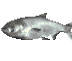 Silver Carp - River King 5 / Kawa No Nushi Tsuri 5
