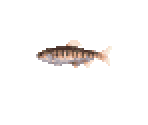 Cherry Salmon (Landlocked) - River King 5 / Kawa No Nushi Tsuri 5