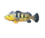 Peacock Bass - River King 5 / Kawa No Nushi Tsuri 5
