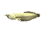 Silver Arowana - River King 5 / Kawa No Nushi Tsuri 5