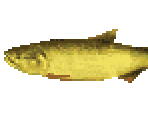 Dorado - River King 5 / Kawa No Nushi Tsuri 5