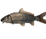 Koi Carp - River King 5 / Kawa No Nushi Tsuri 5
