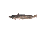 Amur Catfish - River King 5 / Kawa No Nushi Tsuri 5