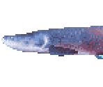 Pirarucu / Arapaima - River King 5 / Kawa No Nushi Tsuri 5