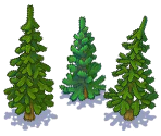 Pinetree - Magic Forest (Волшебный Лес)