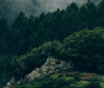 Forest - Endless Sky