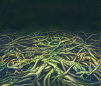 Grass Maze - RPG Maker MV