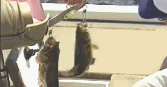 ESPN Great Outdoor Games Bass 2002 / ESPN Great Outdoor Games Bass Tournament / Exciting Bass Mobile - ESPN Great Outdoor Games Bass 2002 / ESPN Great Outdoor Games Bass Tournament / Exciting Bass Mobile