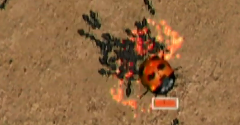Ant Nation - Ant Nation
