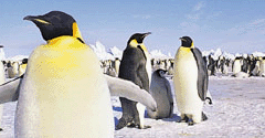 March of the Penguins - March of the Penguins